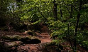 foret fontainebleau