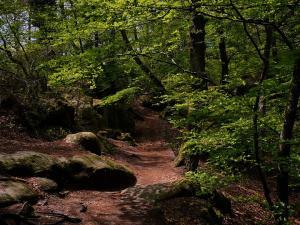 foret fontainebleau