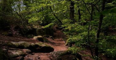 foret fontainebleau
